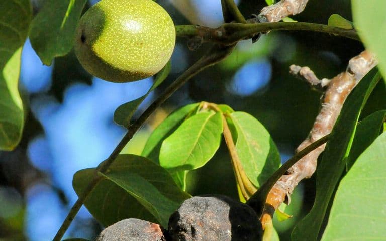 Beyond Chocolate and Grapes: Hidden Toxins in Your Home and Garden That Can Harm Your Pet