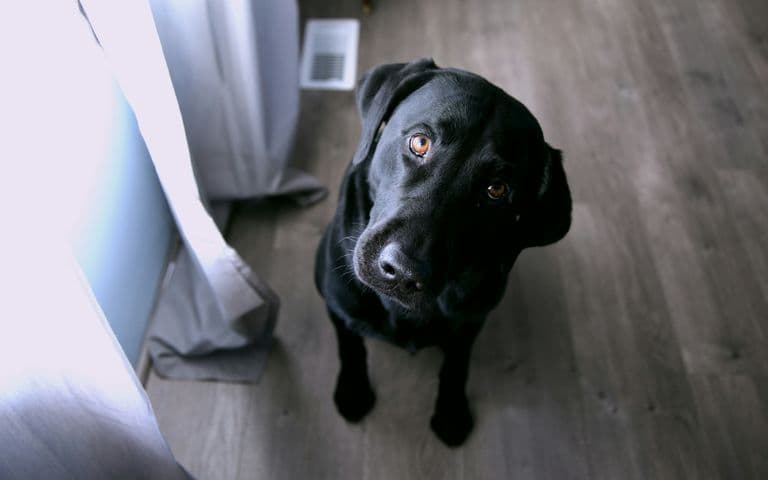 My Dog is Vomiting: When is it an Emergency? A Triage Guide