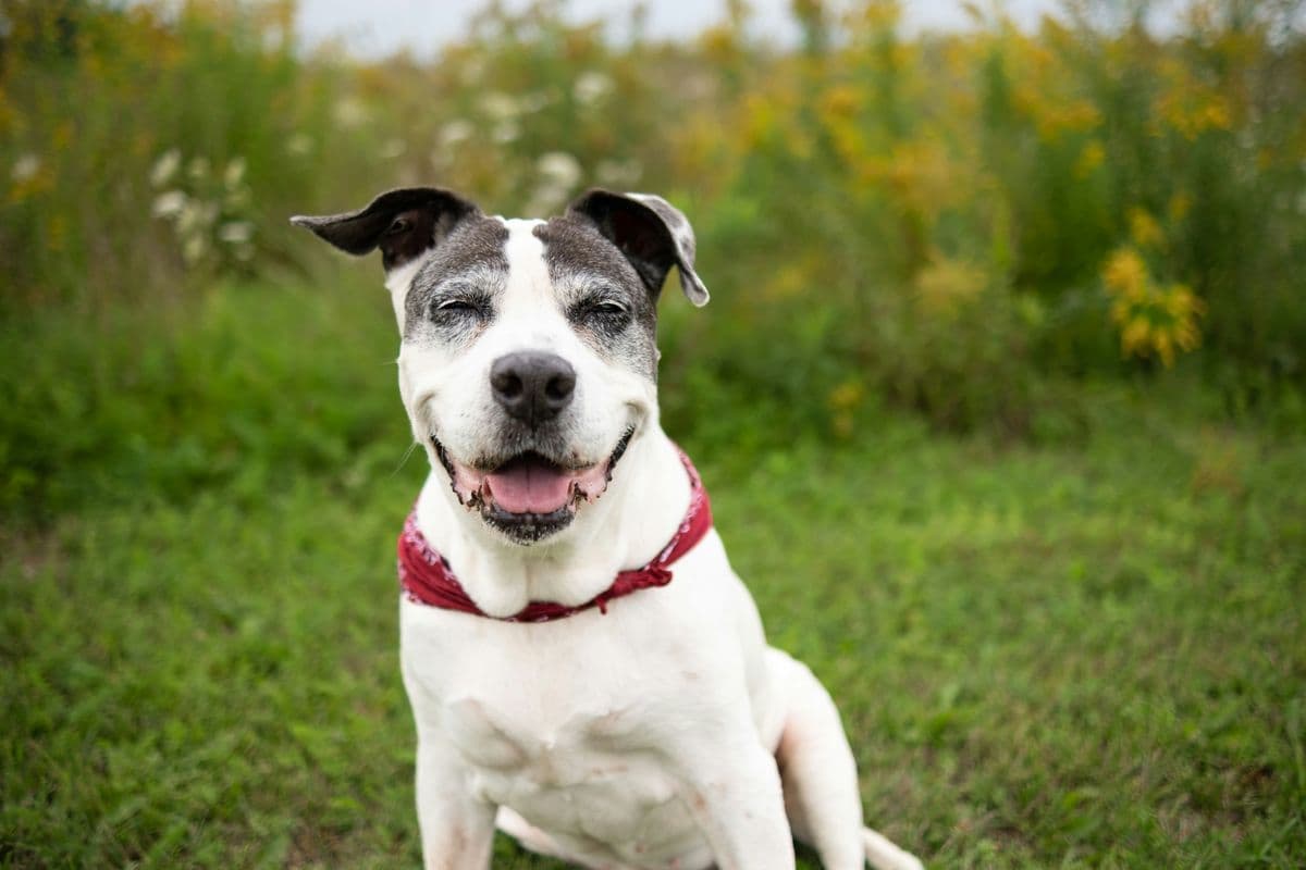 A happy senior pitbull sits outside on a lawn enjoying the sunshine and outdoors time